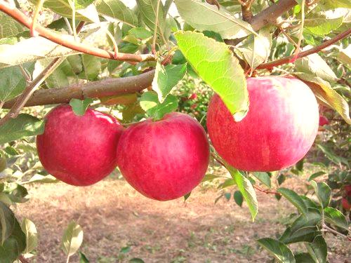 Как да оплоди ябълкови дървета през есента
