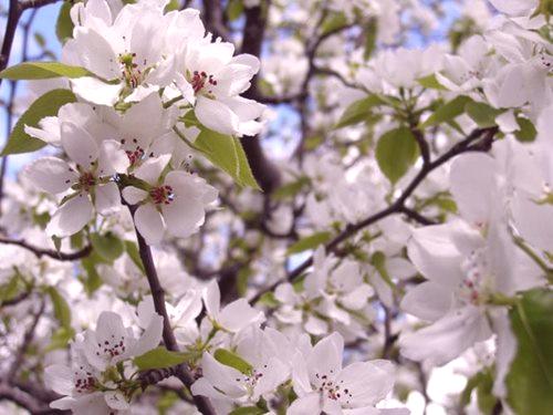 Lunarni kalendar za svibanj 2017. je vrtlar i vrtlar