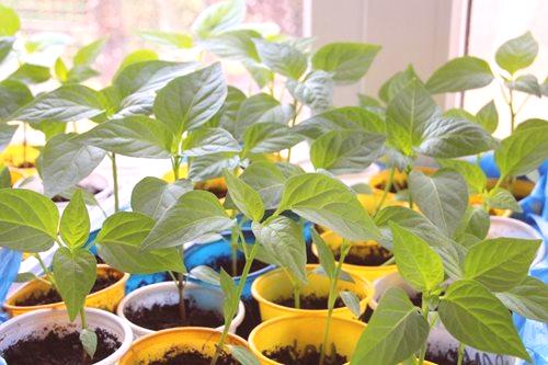 Gnojivo za sadnice rajčica i papra