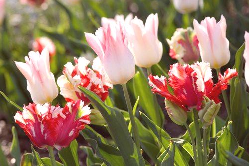 Razmnoževanje tulipanov s čebulicami