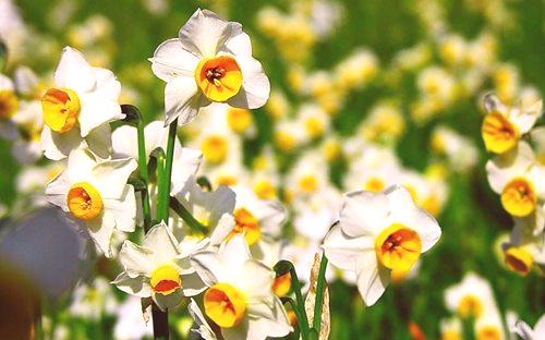 Mjesečev kalendar za svibanj 2018. je cvijetni vrtlar