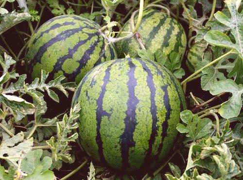 Nasveti za začetnike: kako rastejo lubenice na Uralu
