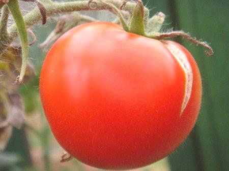 Защо домати пукнати в оранжерията: 5 причини