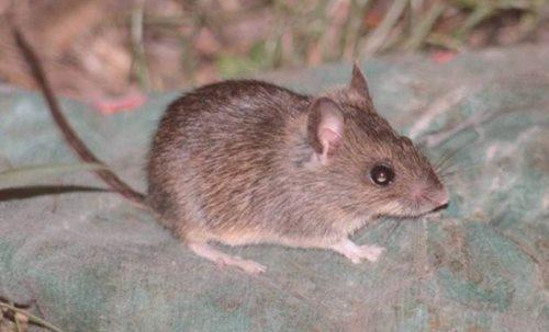 Kako se riješiti miševa u kući ili stanu