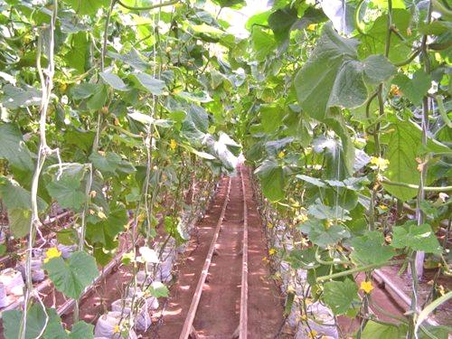 Оптимална температура в оранжерията за краставици: 5 критерия за успешен растеж