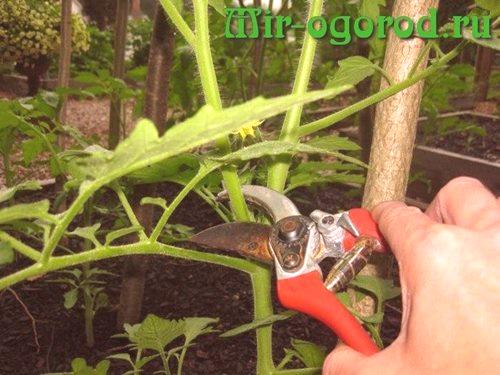 Kako vrteti paradižnik v rastlinjaku korak za korakom