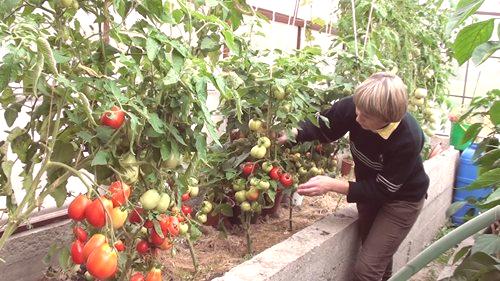 Отглеждане на домати в оранжерията - подробно описание на процеса!