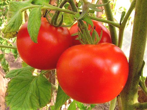 Как да засадят разсад от домати у дома