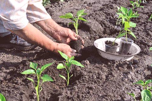 Uzgoj bugarskih sadnica paprike kod kuće
