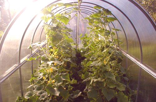 Най-добрите сортове краставици за поликарбонатни оранжерии - подробна информация!