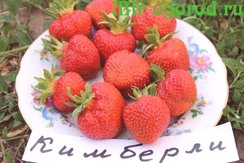 Най-вкусните сортове ягоди