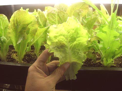 Uzgoj salate na prozorskoj dasci