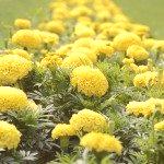 Žuti cvjetovi - trajnice, fotografije i imena