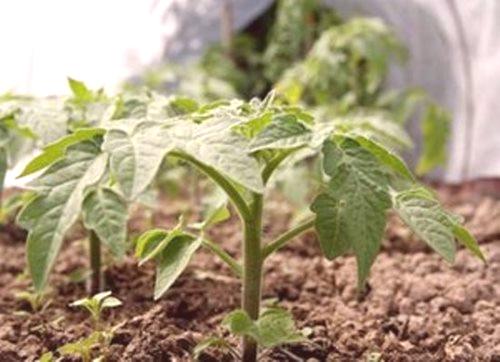 Uzimanje rajčica u stakleniku: 6 vrsta mineralnih gnojiva