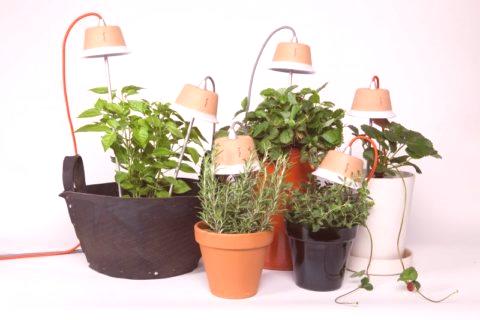 Како се биљке прилагођавају условима осветљења: оно што треба да знате