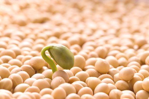 Namakanje sjemena u vodikovom peroksidu prije sadnje