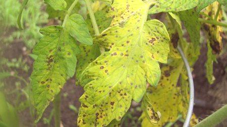 Kaj storiti, če rumeni listi paradižnika v rastlinjaku: 6 rad
