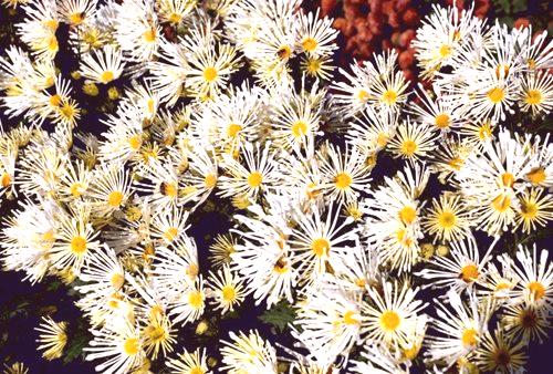 Хризантема Цвет јесени: Типови и особине његе