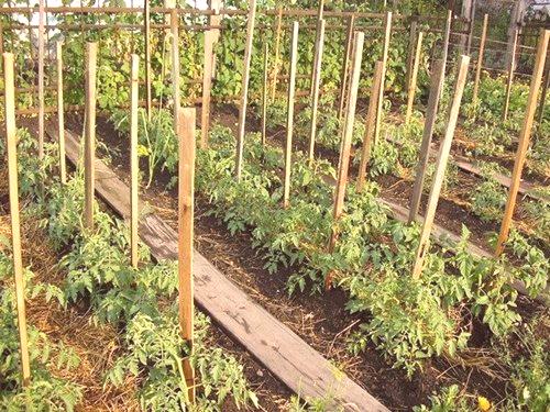 Как да се върже домати в открития терен
