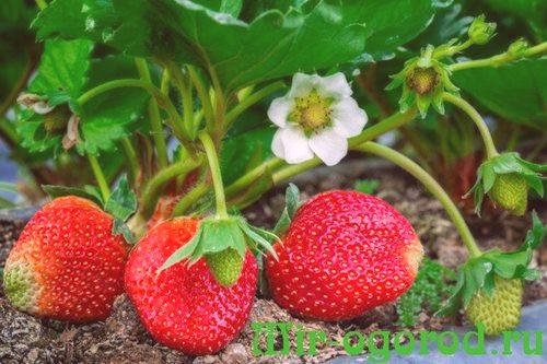 Как да засадим ягоди на ново място през есента
