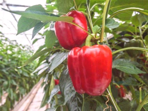 Uzgoj paprike u stakleniku od polikarbonata