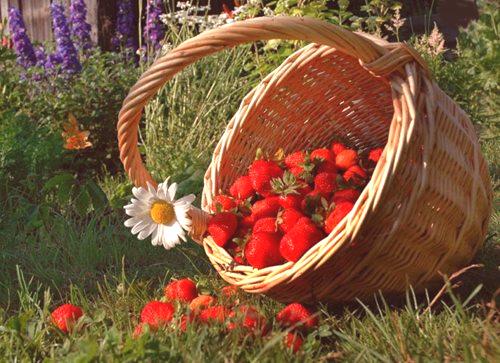 Лунният сеитбен календар за юни 2017 г. е градинар и градинар