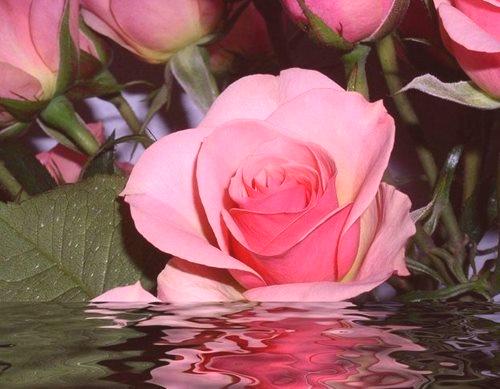 Koliko dugo treba držati rezanu ružu u vodi?