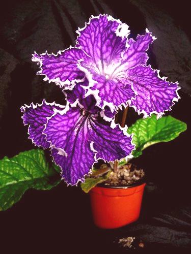Стрептокарпус (88 снимки): добавете лилав цвят към градината си! Съвети за начинаещи да растат