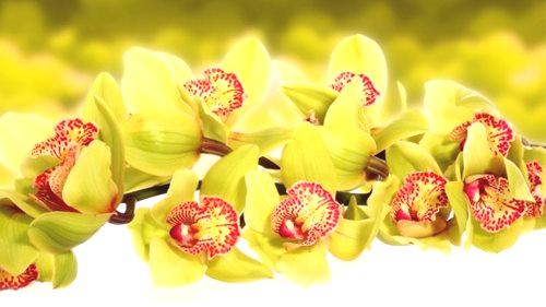 Kako rastu orhideje iz sjemena kod kuće