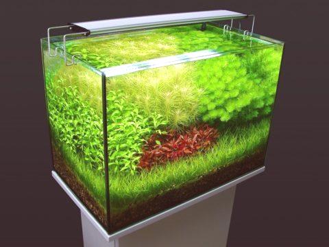 Kakšna bi morala biti osvetlitev akvarija z rastlinami
