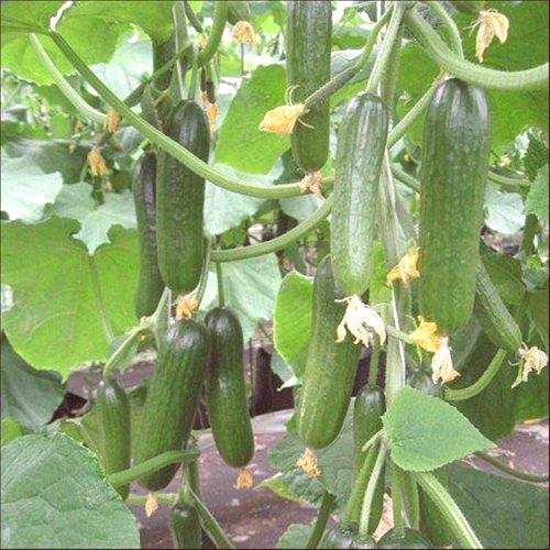 Pravilna sajenje kumaric s semeni v rastlinjaku