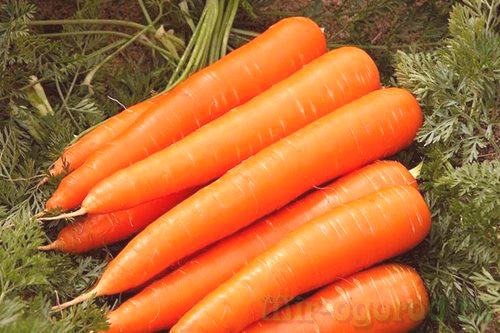 Как да засадите моркови през пролетта