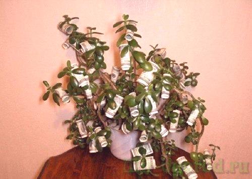Како засадити дрво новца како би зарадили новац у кући