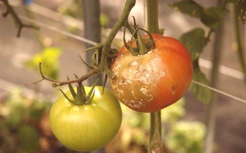 Съцветието в домати как да се бие