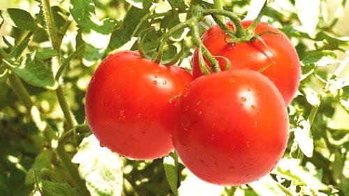 Как да засадят домати в оранжерия е голяма реколта