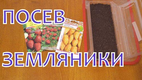 Семена от ягоди на разсад - подробни инструкции за начинаещи coterie
