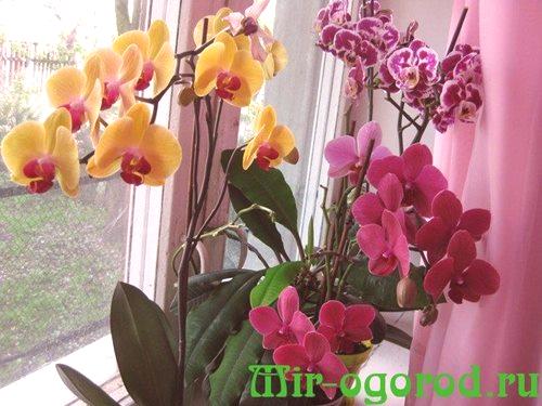 Грижа за орхидеите у дома