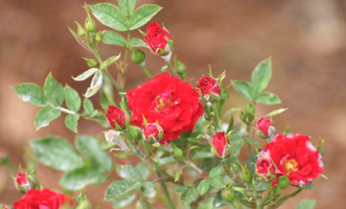Kako zaščititi vrtnice pred boleznimi in škodljivci