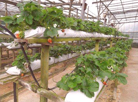 Praktično gojenje jagod v rastlinjaku skozi vse leto: tehnologija in 6 rad