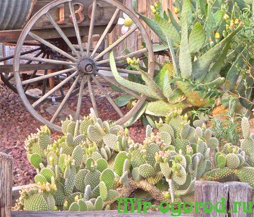 Fotografije in naslovi kaktusov