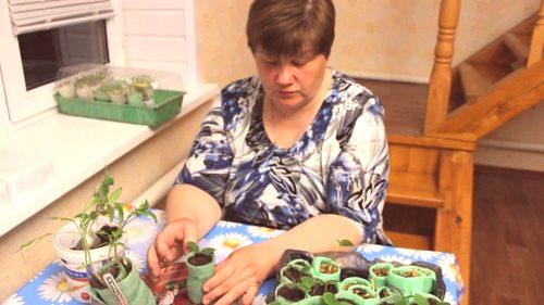 Засаждане на семена в охлюв с видео тоалетна хартия Юлия Минаева