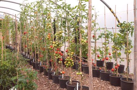 Visoko kvalitetne tropske rajčice za staklenike: visokorodne sorte