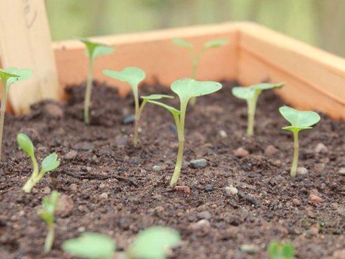 Kako rasti sadnice kupusa kod kuće - korak po korak!