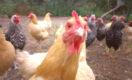Najboljše pasme piščancev: posebnosti mesa in jajc