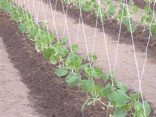 Препоръки за увеличаване на реколтата: как да се свързват краставици в оранжерията