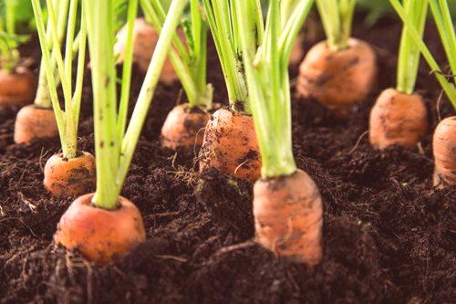Морков за зимата: засаждане, сортове