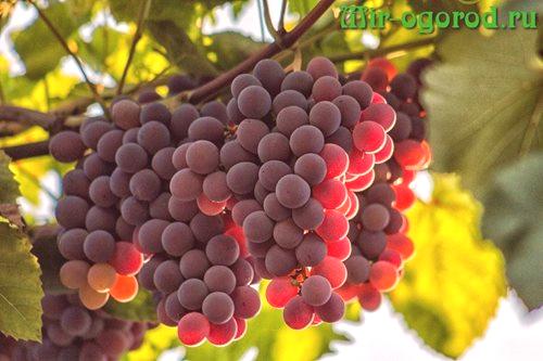 Kaj krmo grozdje poleti