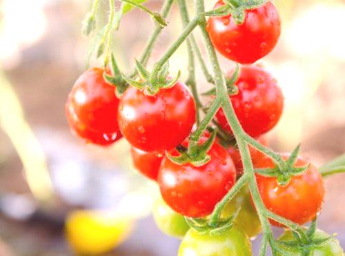 Отглеждане на китайски видео домати разсад