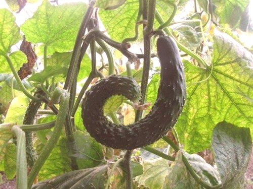 Защо краставици растат кука в оранжерията