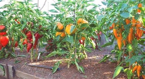 Как да расте български пипер в оранжерия: засаждане и грижа за растение
